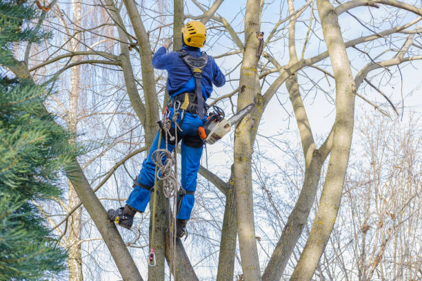 How Our Tree Care Process Works  in  Preston, TX