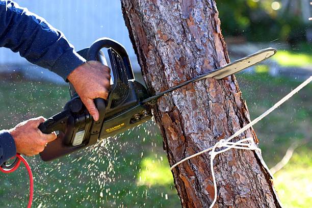 Tree and Shrub Care in Preston, TX