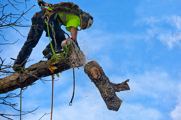 Preston, TX Tree Removal Services Company